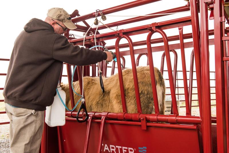 Cattlemaster Series Squeeze Chute With Automatic Head Gate Raven