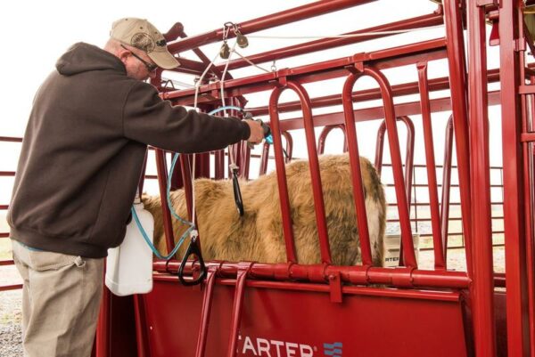 CattleMaster Series 3 Squeeze Chute with Automatic Head Gate - Image 3