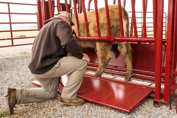 CattleMaster Series 3 Squeeze Chute with Automatic Head Gate - Image 4