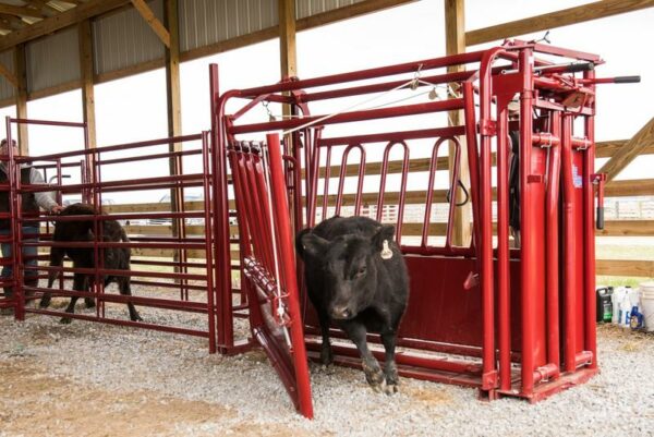 CattleMaster Series 3 Squeeze Chute with Automatic Head Gate - Image 5